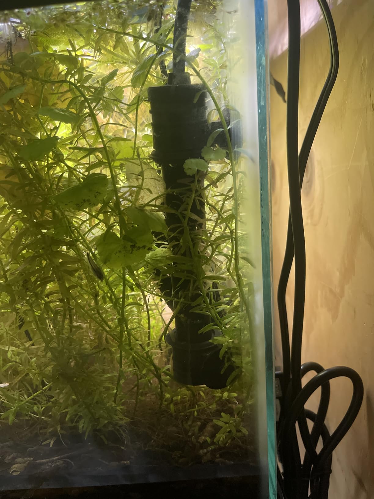 NICREW Aquarium Heater 300W with Adjustable Temp Controller, 50-80 Gallon customer photo 1
